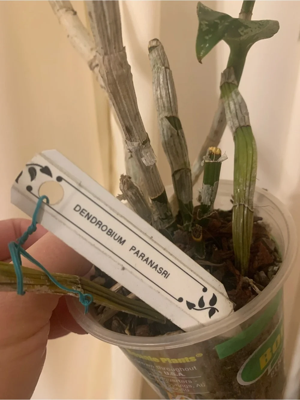 Green Variegated Plant for Reptile Terrariums